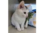 Adopt Butterfinger a White Domestic Shorthair / Domestic Shorthair / Mixed cat