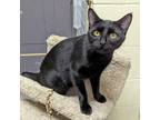 Adopt Crash a All Black Domestic Shorthair / Domestic Shorthair / Mixed cat in
