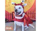 Adopt Zeus a White - with Tan, Yellow or Fawn Mixed Breed (Medium) / Mixed dog