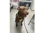 Adopt Boomer a Red/Golden/Orange/Chestnut American Pit Bull Terrier / Mixed dog