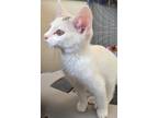Adopt Snickers a White Domestic Shorthair / Domestic Shorthair / Mixed cat in