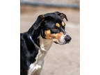 Adopt Froggy a Black Mountain Cur / Mixed dog in Toccoa, GA (38614356)