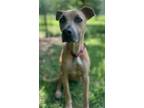Adopt Hilo a Tan/Yellow/Fawn Shepherd (Unknown Type) / Mixed dog in Morton