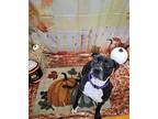 Adopt Betty a Black American Pit Bull Terrier / Mixed dog in Syracuse