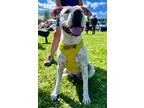 Adopt Snow a White American Pit Bull Terrier / Dalmatian / Mixed dog in