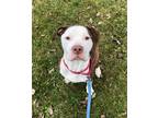 Adopt Heath a White American Pit Bull Terrier / Mixed dog in Syracuse