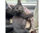 Adopt Sky a All Black Domestic Shorthair / Mixed cat in Greenfield
