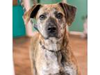 Adopt Aries a Brindle Hound (Unknown Type) / Mixed dog in Jefferson City