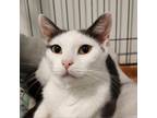 Adopt Sophia Coppla a White Domestic Shorthair / Mixed cat in Brighton
