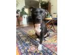 Adopt Brink- Ask about me I am in foster! a Black Mixed Breed (Large) / Mixed