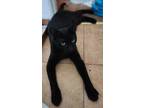 Adopt Midnight a All Black Domestic Mediumhair (medium coat) cat in Stockton