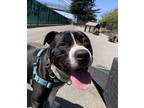 Adopt Casper a Black - with White American Pit Bull Terrier / Mixed dog in