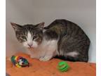 Adopt Paris a Domestic Shorthair / Mixed (short coat) cat in Neillsville