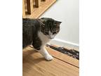 Adopt Tommy a Gray or Blue (Mostly) Domestic Shorthair (short coat) cat in