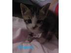 Adopt Cheerio a Domestic Shorthair / Mixed (short coat) cat in San Jacinto