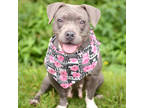 Adopt Xena a Gray/Blue/Silver/Salt & Pepper Terrier (Unknown Type