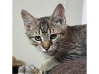 Adopt Rodeo Drive a Brown or Chocolate Domestic Shorthair / Mixed cat in Austin