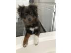 Adopt Sterling a Gray/Silver/Salt & Pepper - with White Pomeranian / Mixed dog
