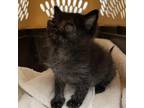 Adopt Pepper a All Black Domestic Shorthair / Mixed cat in Lynchburg