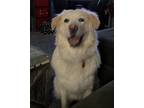 Adopt ANGEL a Tan/Yellow/Fawn Great Pyrenees / Labrador Retriever / Mixed dog in