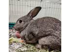 Adopt Celeste a Other/Unknown / Mixed rabbit in Chattanooga, TN (38709598)