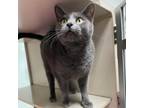 Adopt Ash a Gray or Blue Domestic Mediumhair / Mixed cat in Dickinson