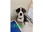 Adopt Felix 122703 a Brindle Pit Bull Terrier dog in Joplin, MO (38631962)