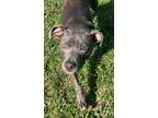 Adopt Blue a Gray/Blue/Silver/Salt & Pepper American Pit Bull Terrier / Mixed