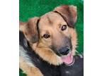 Adopt ERNIE (Turkey) mt a Brindle Australian Shepherd / Spitz (Unknown Type