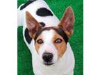 Adopt FLASH (Turkey) mt a White - with Black Jack Russell Terrier / Corgi dog in