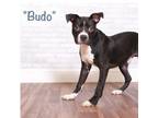 Adopt Budo a Black Terrier (Unknown Type, Small) / Mixed dog in Montgomery