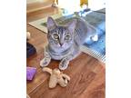 Adopt Pebbles a Gray, Blue or Silver Tabby Domestic Shorthair (short coat) cat