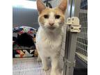 Adopt Jigsaw a Orange or Red Domestic Shorthair / Mixed cat in Edwardsville