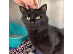 Adopt Miro a All Black Domestic Mediumhair / Domestic Shorthair / Mixed cat in