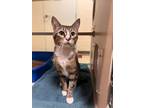 Adopt Polly a Brown or Chocolate Domestic Shorthair / Domestic Shorthair / Mixed