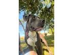 Adopt Brick a Gray/Silver/Salt & Pepper - with White Labrador Retriever / Pit