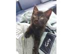 Adopt Raphael a All Black Domestic Shorthair cat in Colmar, PA (38617398)