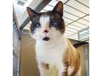 Adopt Ellis a Tan or Fawn Siamese / Mixed cat in Wilmington, DE (38610119)