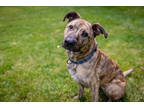 Adopt Angus a Brindle German Shepherd Dog / Greyhound / Mixed (short coat) dog