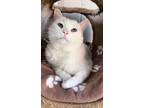 Adopt Moon a White Domestic Shorthair / Domestic Shorthair / Mixed cat in Santa