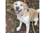 Adopt Otis a Brown/Chocolate Mixed Breed (Medium) / Mixed dog in Columbus