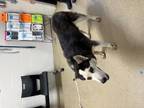 Adopt Hecarim a Black Husky / Mixed dog in Fort Worth, TX (38687378)