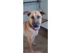 Adopt Merlin a Black - with Tan, Yellow or Fawn German Shepherd Dog / Mixed dog