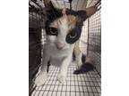 Adopt MOMMA CALLIE a Orange or Red Domestic Shorthair / Domestic Shorthair /