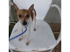 Adopt Tanner a Red/Golden/Orange/Chestnut - with White Toy Fox Terrier / Mixed