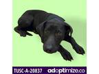 Adopt Dutchess a Black Labrador Retriever / Mixed dog in Tuscaloosa