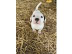 Adopt Andy a White Australian Cattle Dog / American Pit Bull Terrier / Mixed dog