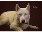 Adopt Belke (Cross Post) a White Siberian Husky / Mixed dog in Council Bluffs