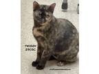 Adopt Twiggy a Domestic Shorthair / Mixed (short coat) cat in Spring