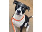 Adopt Bella Rae a Black American Pit Bull Terrier / Mixed dog in Knoxville